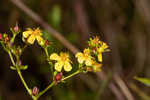 Roundpod St. Johnswort